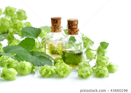 Fresh green hop branch (Humulus) 43660296