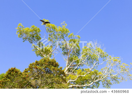 在冬天天空的一隻野生鳥 在冬天天空的一隻野生鳥 43660968