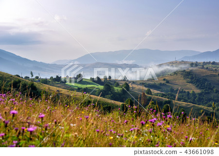 Fantastic foggy morning and bright grass Fantastic foggy morning and bright grass 43661098