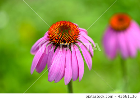 Echinacea flowers (Echinacea purpurea) 43661136