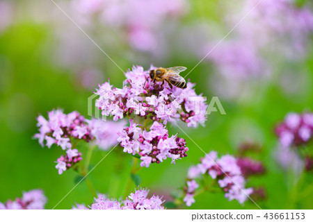 Origanum vulgare medicinal herb Origanum vulgare medicinal herb 43661153