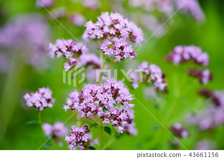 Origanum vulgare medicinal herb Origanum vulgare medicinal herb 43661156