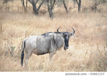 Tanzania, Tarangire National Park, Gnu 43661157