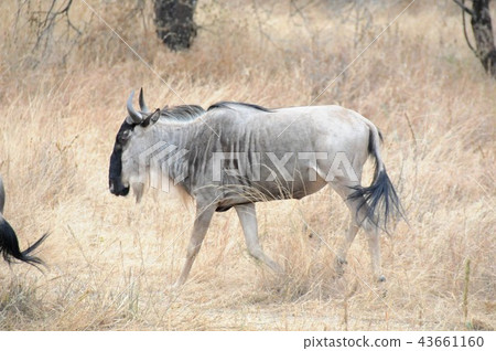 坦桑尼亞,塔蘭吉雷國家公園,甘尼 坦桑尼亞,塔蘭吉雷國家公園,甘尼 43661160