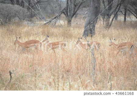 Tanzania, Tarangire National Park, Impala 43661168