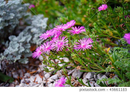 Delosperma cooperi flowers in the garden Delosperma cooperi flowers in the garden 43661183