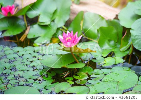 Red water lily (Nymphaea alba f. rosea) in a lake 43661203