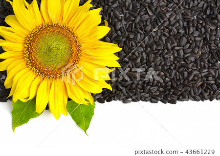 Yellow sunflower and sunflower seeds Yellow sunflower and sunflower seeds 43661229