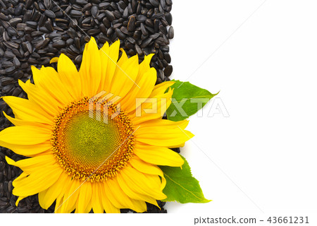 Yellow sunflower and sunflower seeds on a white Yellow sunflower and sunflower seeds on a white 43661231