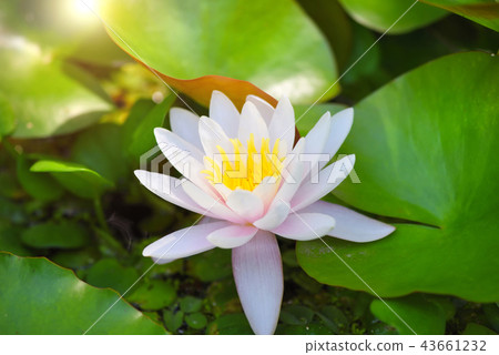 White water lily in the pond (Nymphaea alba) White water lily in the pond (Nymphaea alba) 43661232