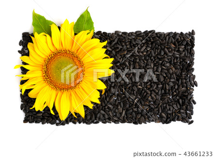 Yellow sunflower and sunflower seeds on a white Yellow sunflower and sunflower seeds on a white 43661233