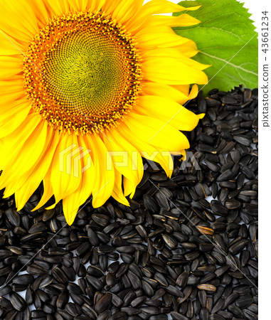 Sunflower with seeds. Top view Sunflower with seeds. Top view 43661234
