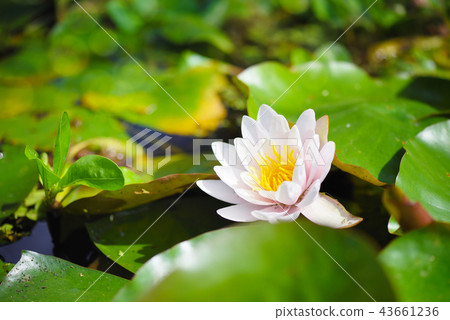 White water lily in the pond (Nymphaea alba) 43661236