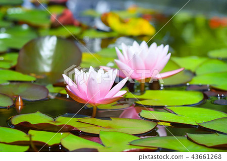 Pink lotus blossoms or water lily flowers blooming Pink lotus blossoms or water lily flowers blooming 43661268