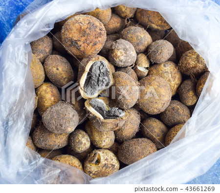 puffball mushroom, thai mushroom 43661269