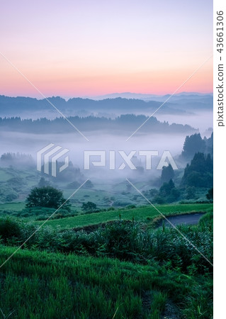 Terraced rice terrace (morning view) Terraced rice terrace (morning view) 43661306