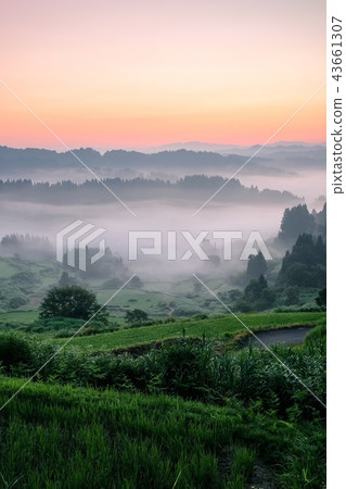Terraced rice terrace (morning view) Terraced rice terrace (morning view) 43661307