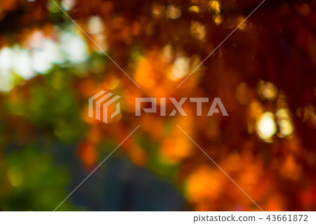 Autumn material 43661872