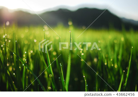 Seedlings Seedlings 43662456