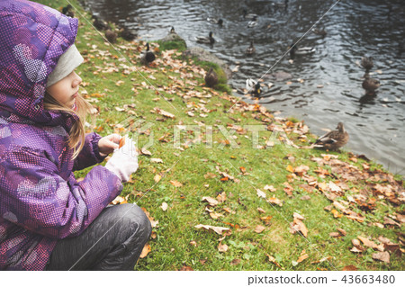 Little girl feeds ducks on a pond coast Little girl feeds ducks on a pond coast 43663480