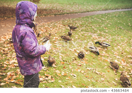 Little girl feeds ducks in autumn park Little girl feeds ducks in autumn park 43663484