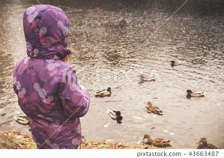 Girl in warm clothes feeds ducks on a pond Girl in warm clothes feeds ducks on a pond 43663487