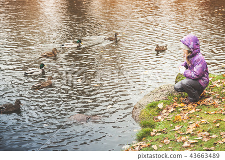 Sitting little girl feeds ducks on lake coast i Sitting little girl feeds ducks on lake coast i 43663489