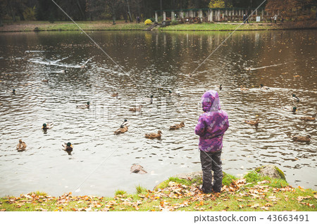 Little girl feeds waterfowls on a small lake Little girl feeds waterfowls on a small lake 43663491