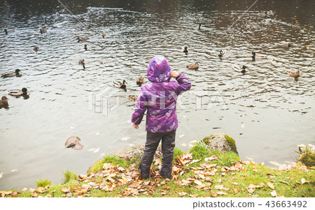 Little girl feeds ducks, rear view 43663492