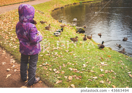 Little girl feeds ducks on a pond 43663494