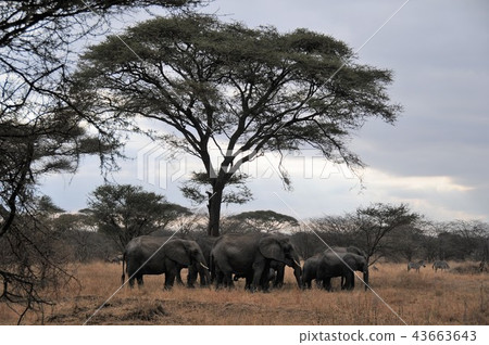 Tanzania, Tarangire National Park, African elephant 43663643