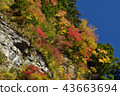 Autumn leaves Yasu Valley 43663694