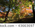 Kobe forest botanical garden of colored leaves 43663697