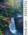 Takano Otaki of autumn 43663701