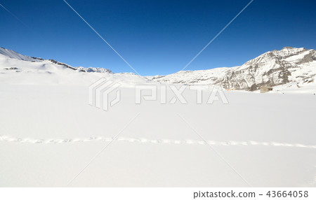 Wildlife trails in the snow 43664058