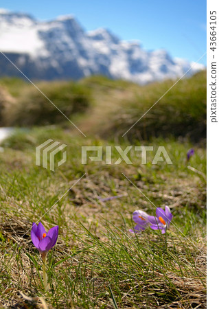Spring in the Alps 43664105