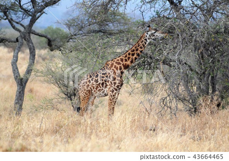 Tanzania, Tarangire National Park, Masai Kirin 43664465