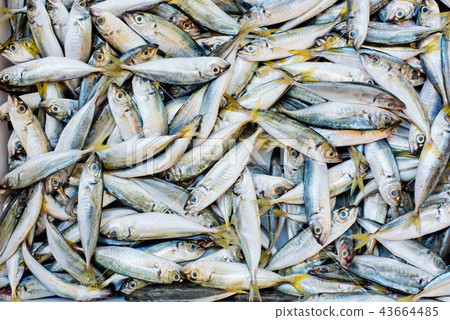 A small fresh fish in a box on the market. 43664485