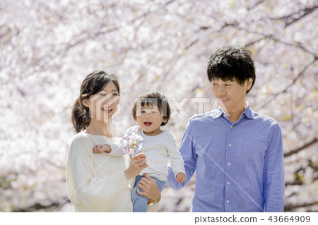 Three families who play in the cherry blossom park 43664909