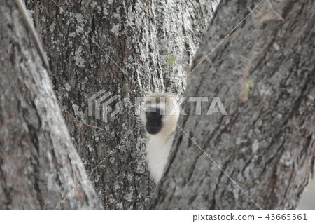 Tanzania, Tarangire National Park, Savannah Monkey 43665361