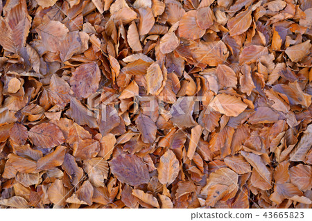 Beech leave carpet in autumn 43665823
