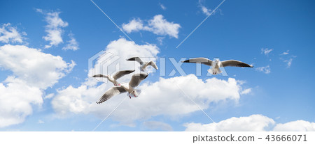 海鷗海鷗海鷗 43666071