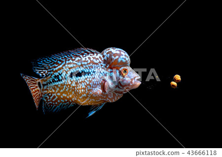 Cichlids kingkamfa in the aquarium Cichlids kingkamfa in the aquarium 43666118