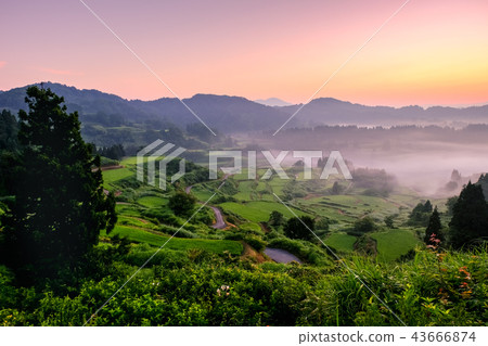 Terraced rice terrace (morning view) Terraced rice terrace (morning view) 43666874
