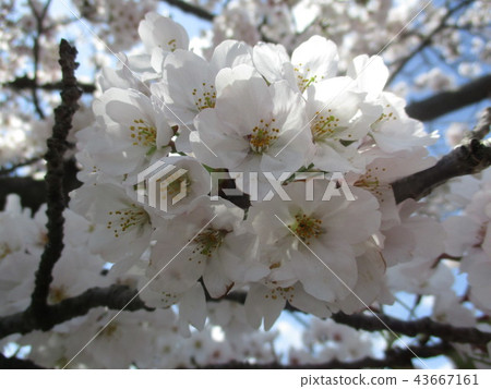 盛開的春天的Somei Yoshino 盛開的春天的Somei Yoshino 43667161