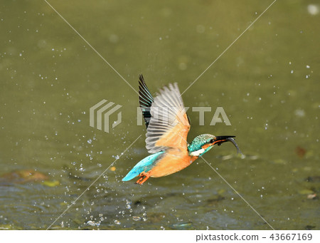 Kingfisher's predation 43667169