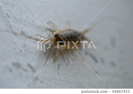 Funa worm 43667453