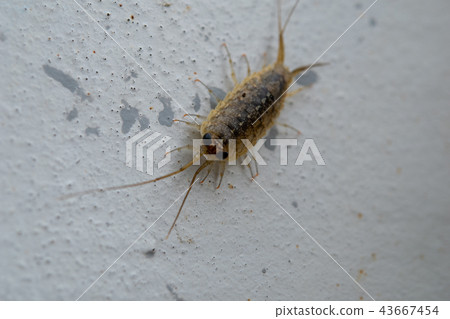 Funa worm 43667454