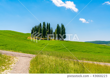 Cypresses trees in hilly tuscany field Cypresses trees in hilly tuscany field 43668223