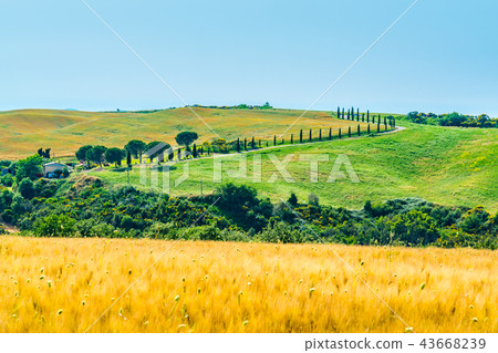 Beautiful landscape of hilly Tuscan Field Beautiful landscape of hilly Tuscan Field 43668239